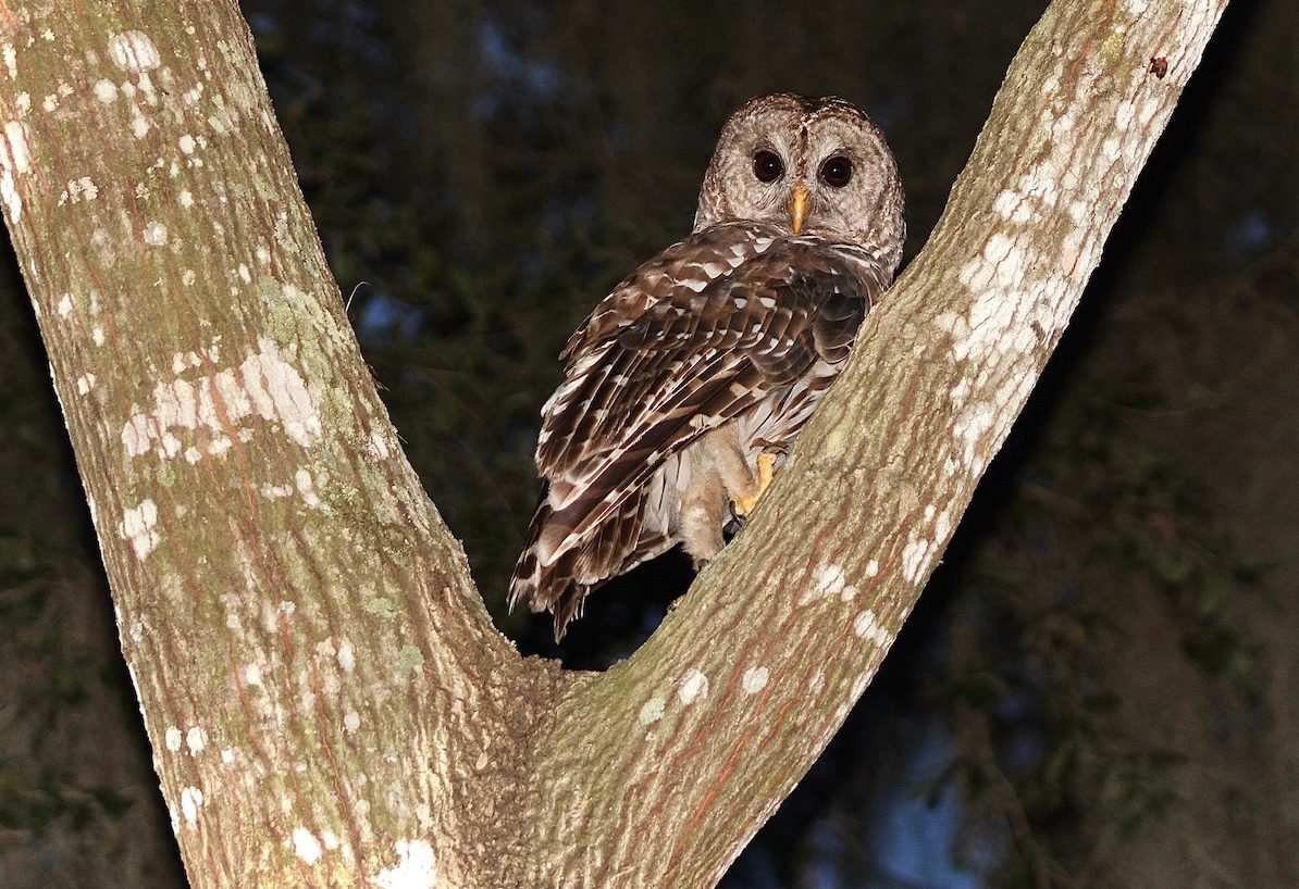 barred owl