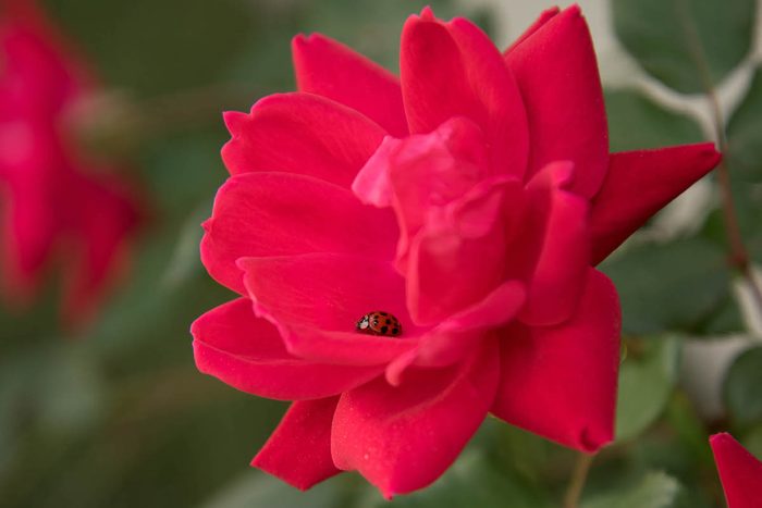 ladybugs facts