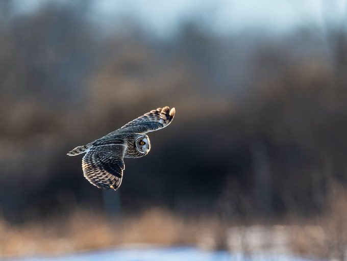 short eared owl