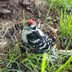 What Does a Baby Woodpecker Look Like?