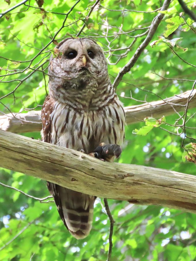 barred owl