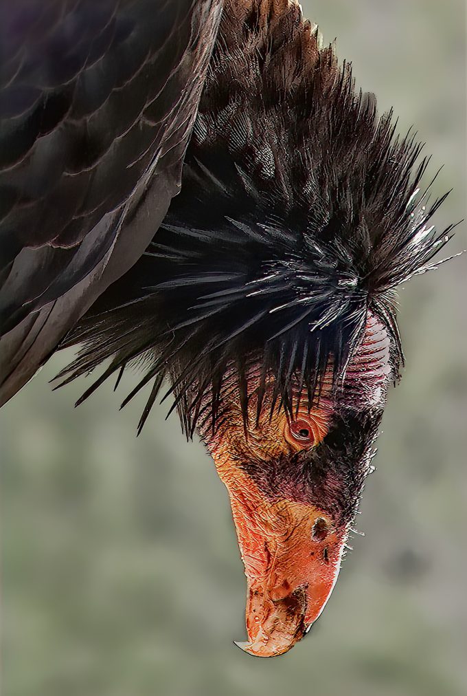 California condor at the San Diego Zoo Safari Park