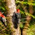 How to Identify a Red-Breasted Sapsucker