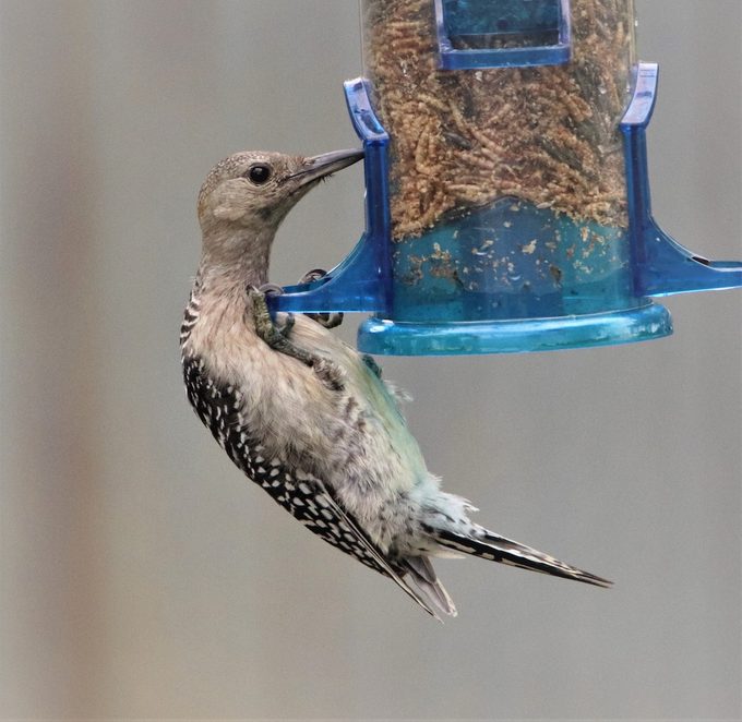 juvenile red-bellied woodpecker