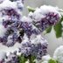 Winter Dormancy and Chilling for Plants