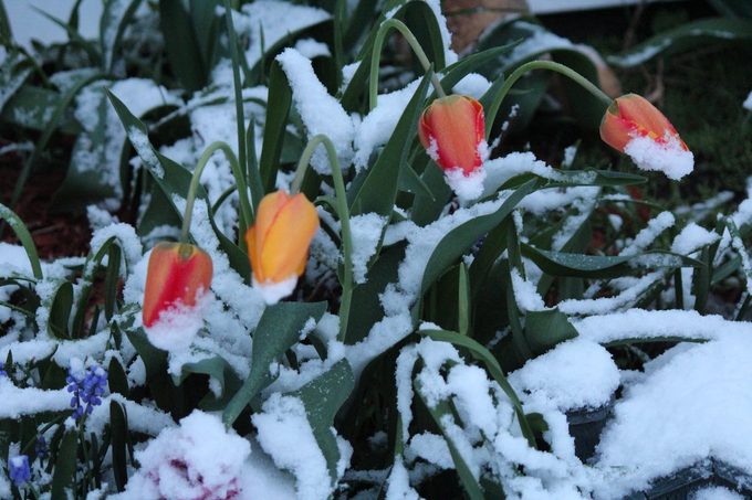 winter dormancy in plants