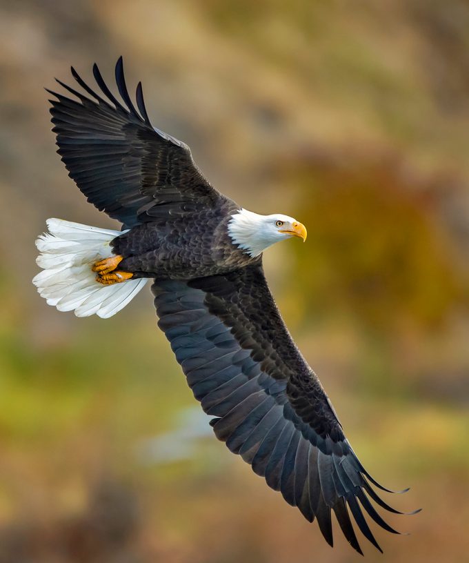 Bald Eagle Mg 7354 Copy Highres