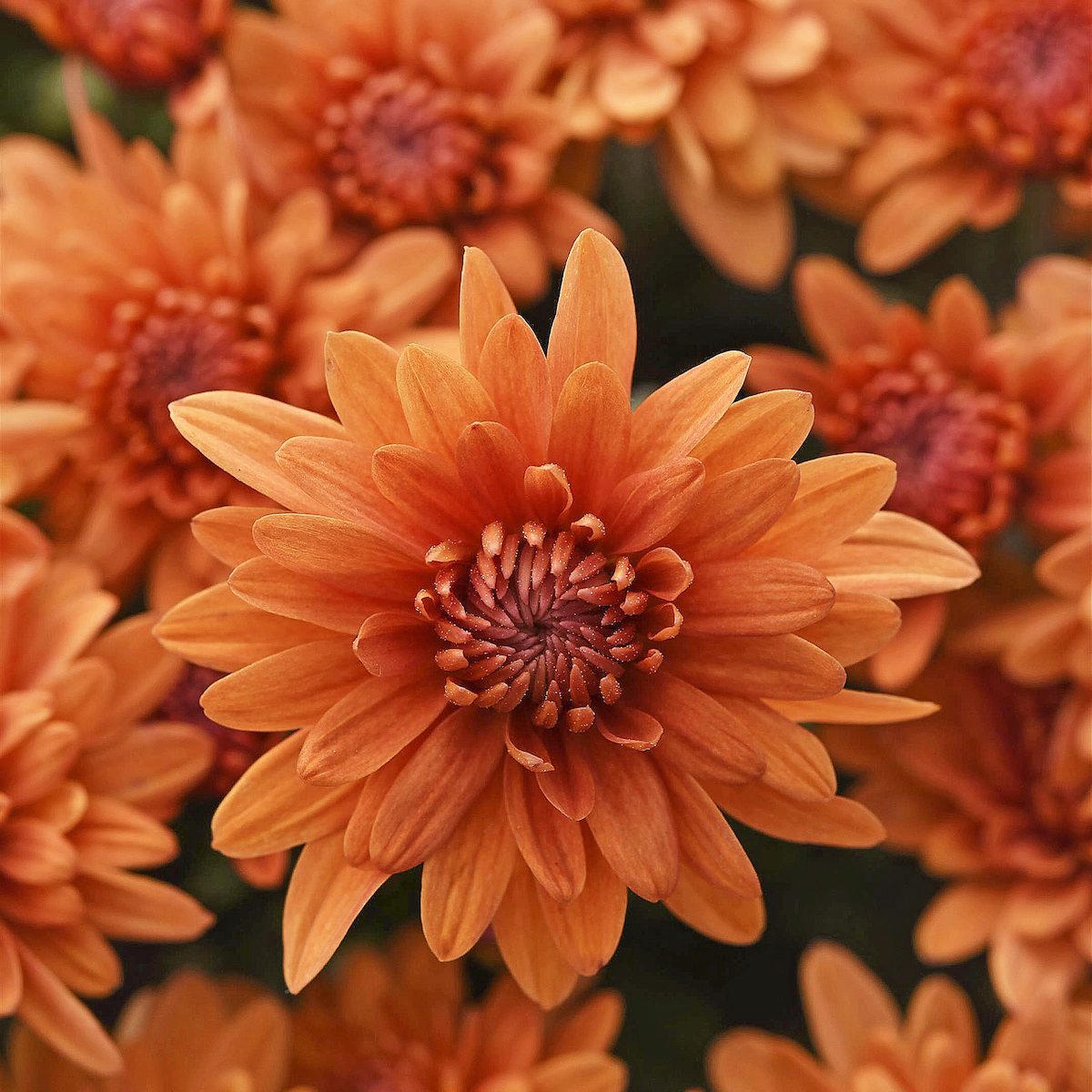 Tribeca Amber Orange garden mum