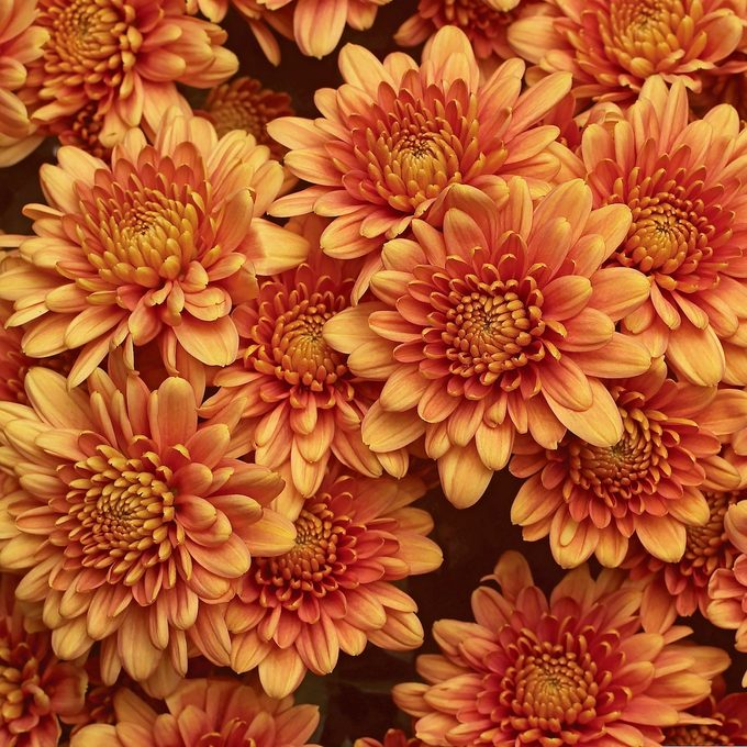 Chatham Orange pot mum