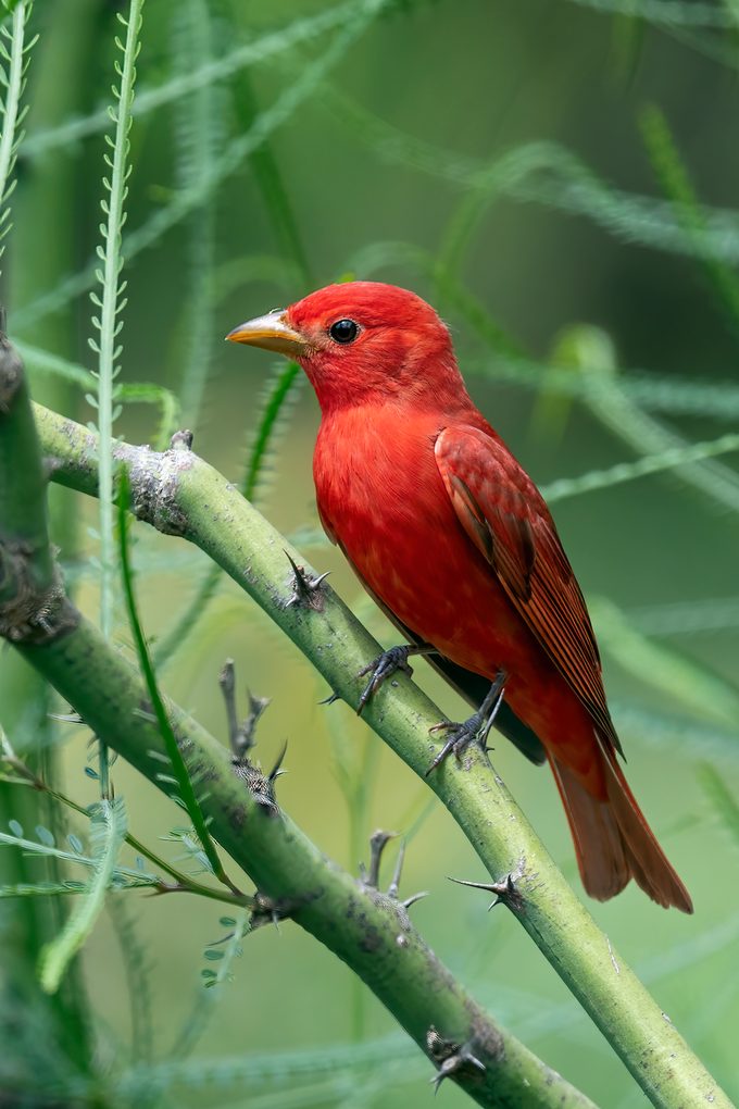 Summer Tanager