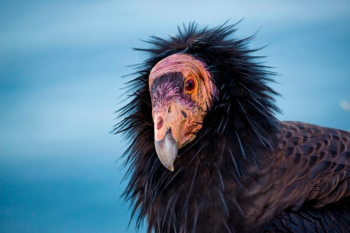 Adult California condor
