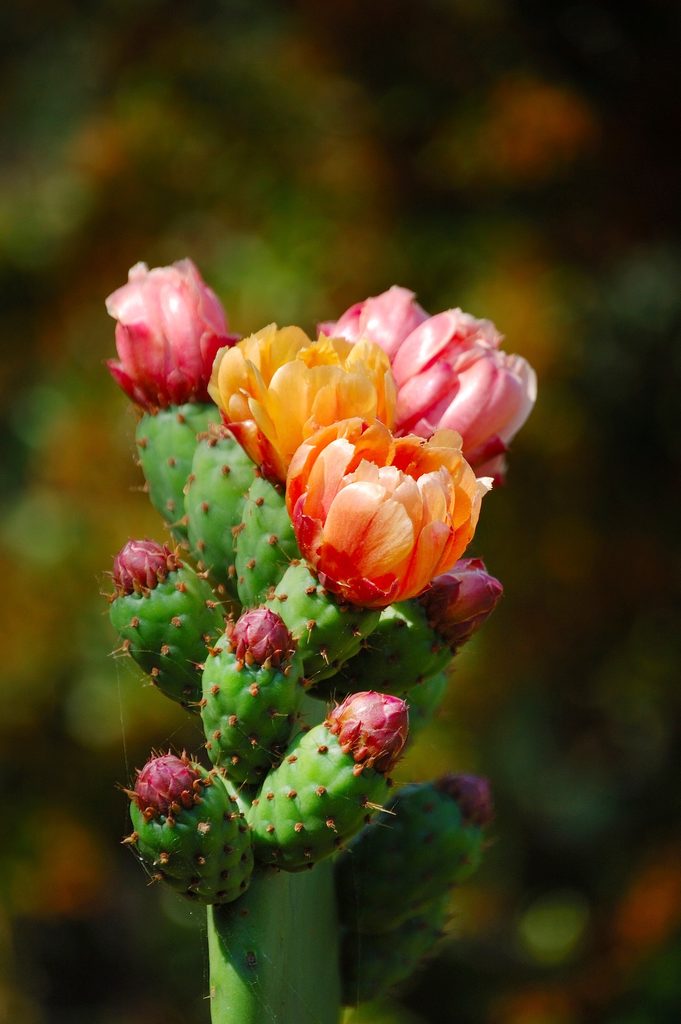Close Up Of Multicolored Prickly Pear Flowers On Green Stem