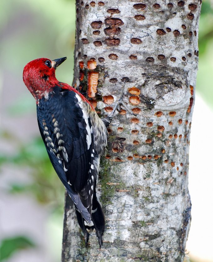 red-breasted sapsucker
