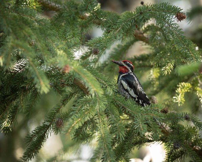 Red Naped Sapsucker