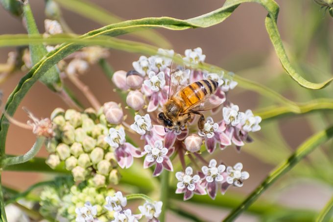 Close up of honey bee pollinating a narrow leaf milkweed (Asclepias fascicularis) flower; San Francisco bay area, California