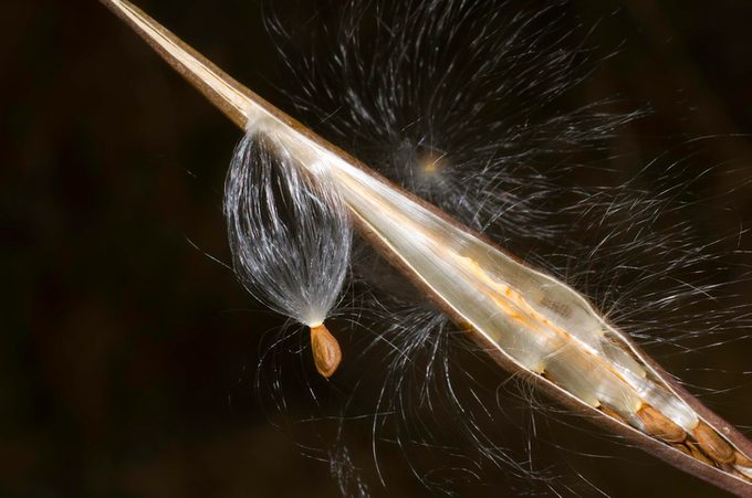 Narrow Leaved Milkweed Seeds being released, Asclepias fascicularis, Pine Creek, Inyo National Forest, East Sierra Nevada Mountains, California, dispersal, blowing in the wind, seeding plant, regrowth. Apocynaceae.
