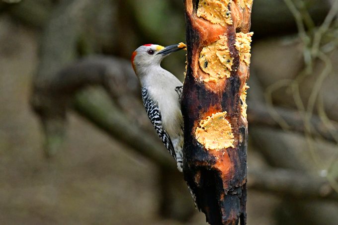 Woodpecker Feeding
