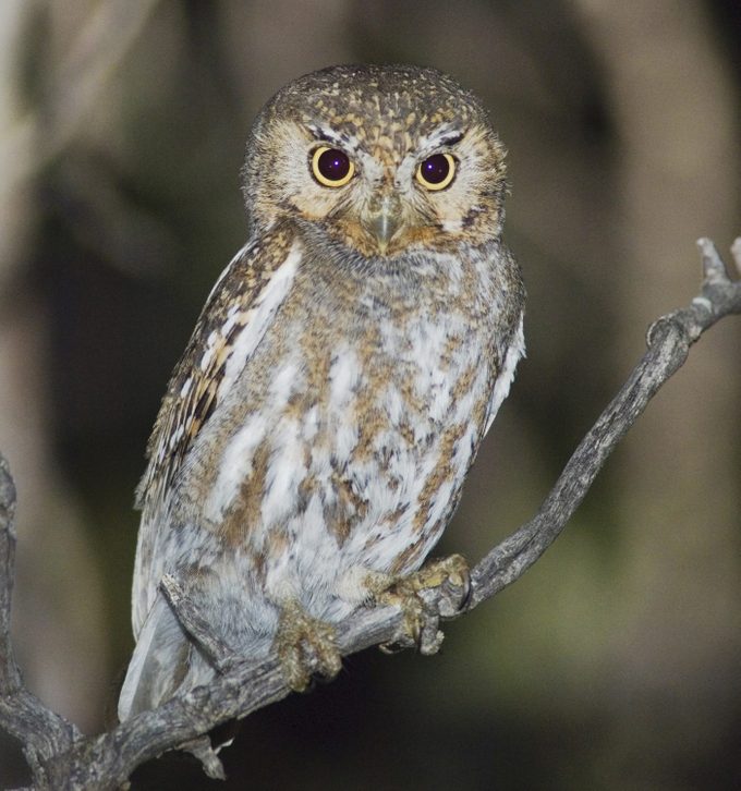 Elf Owl (Micrathene whitneyi), adult, Madera Canyon, Santa Rita Mountains, Tucson, Arizona, USA