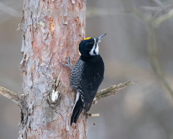 Black-backed woodpecker