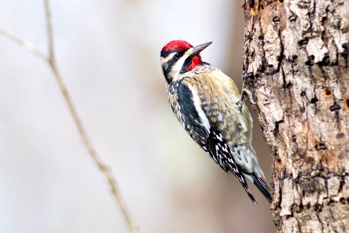 Yellow-Bellied Sapsucker on Hole-Riddled Tree Trunk