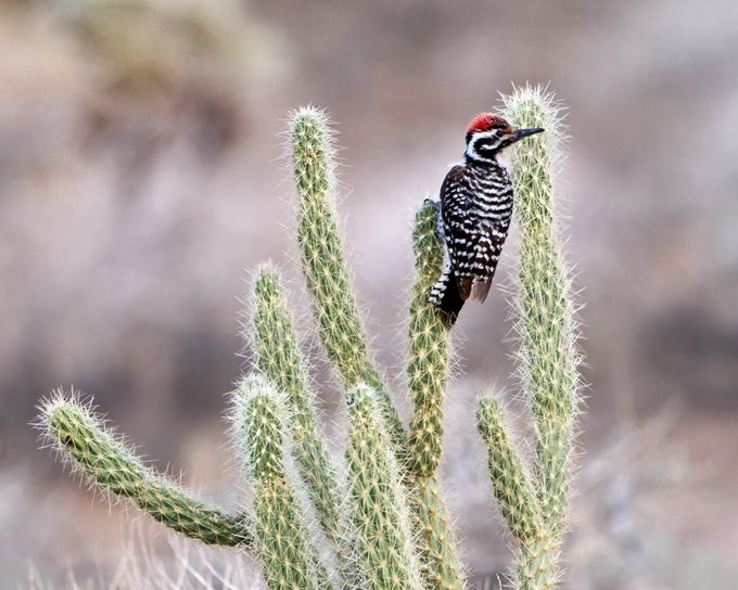 Ladder backed woodpecker resting on Ganders Cholla