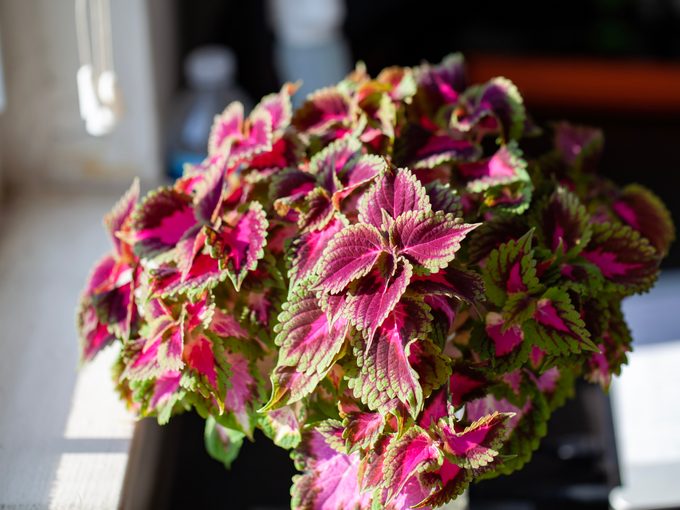 Coleus Indoor in Winter