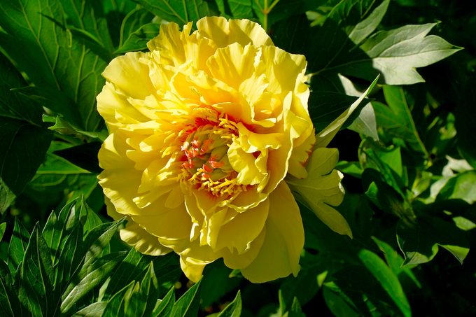 Paeonia Itoh Hybrid Group (itoh Hybrids) Garden Treasure. Yellow Intersectional Hybrids Peony.