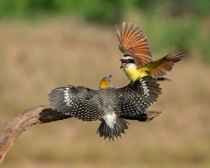 Branch Confrontation