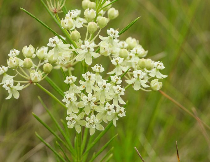 Asclepias verticillata (Whorled Milkweed) Native North American Prairie Wildflower