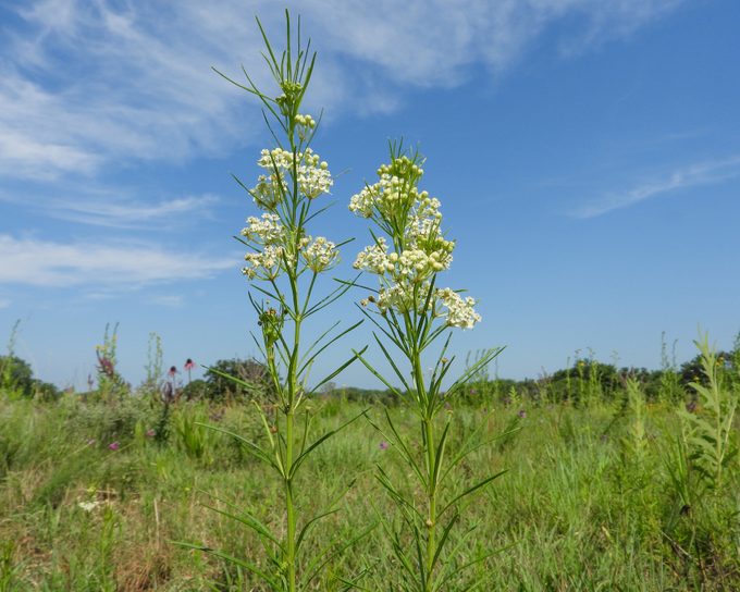 Asclepias verticillata (Whorled Milkweed) Native North American Prairie Wildflower