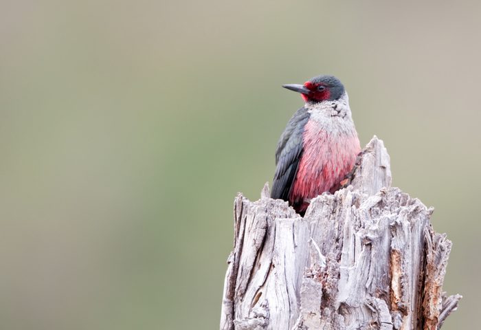 Lewis Woodpecker