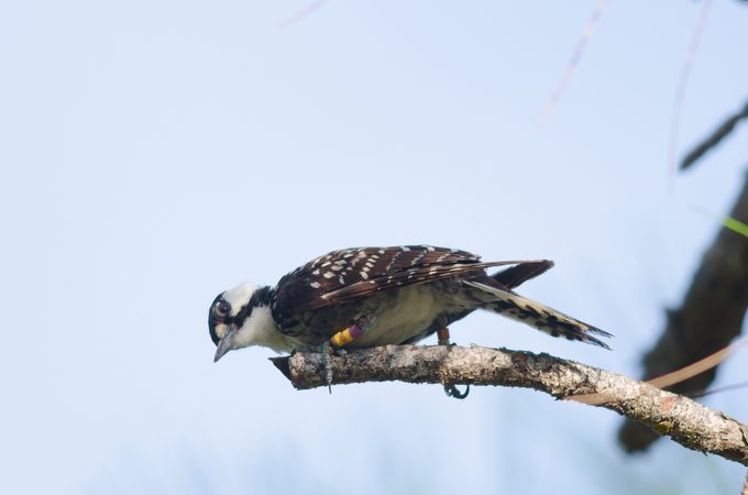 Red-cockaded Woodpecker (Picoides borealis)