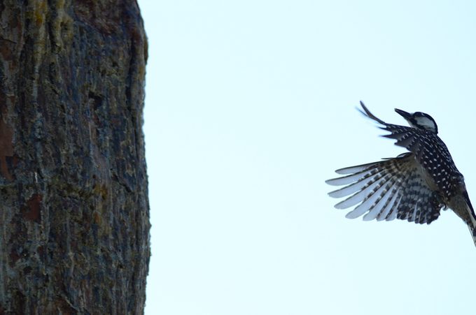 Red-Cockaded Woodpecker landing on nest tree with food