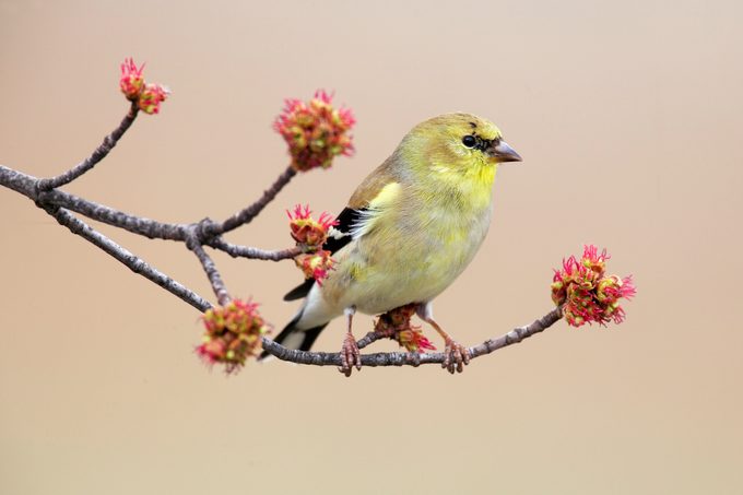 bird molting Goldfinchamer.molt.maple D Yl5t3366