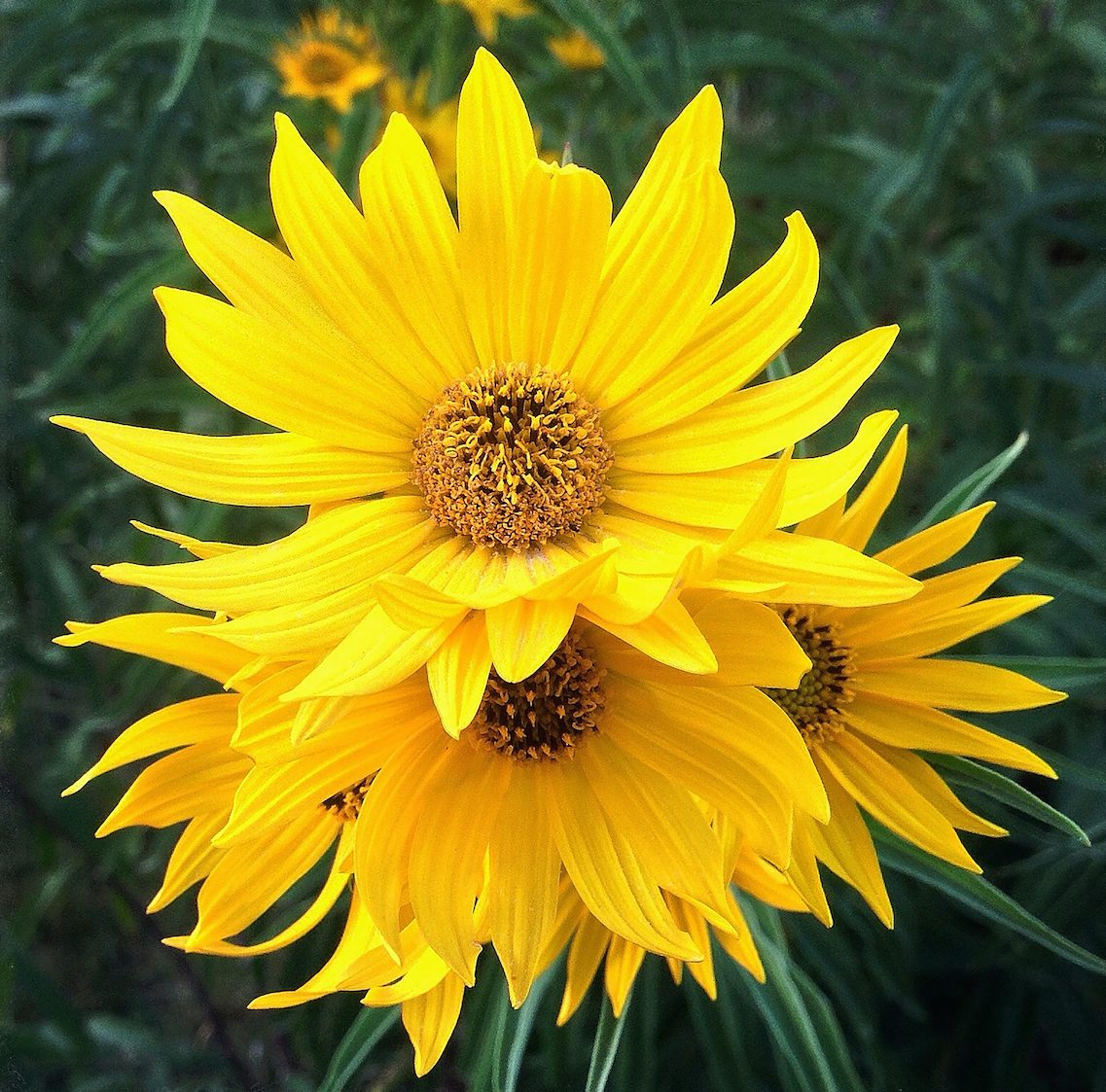 sunflower companion plants