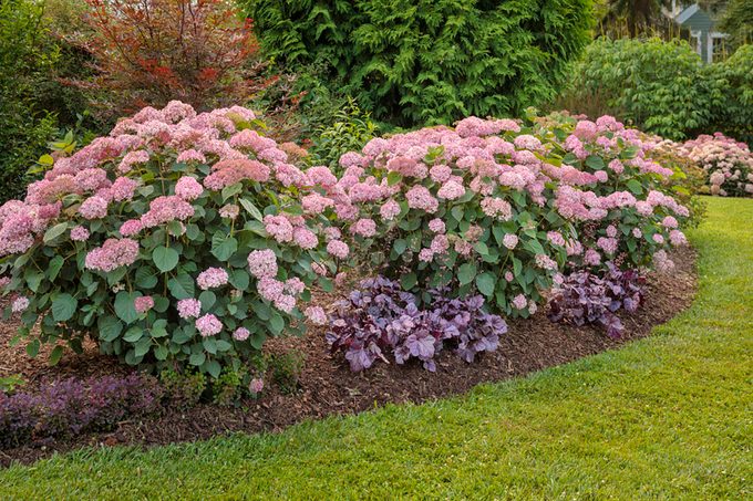 Invincibelle Spirit Smooth Hydrangea