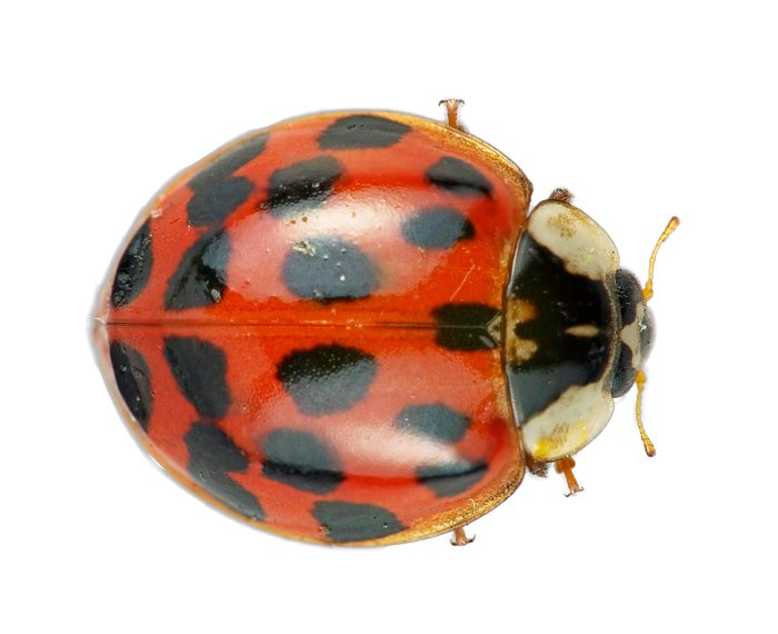 Macro Close Up Macro Admission Close Up View Beetle Asian White Ladybug Macro