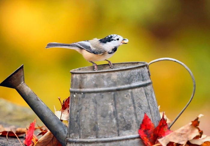 Jim Knox, leucistic chickadee