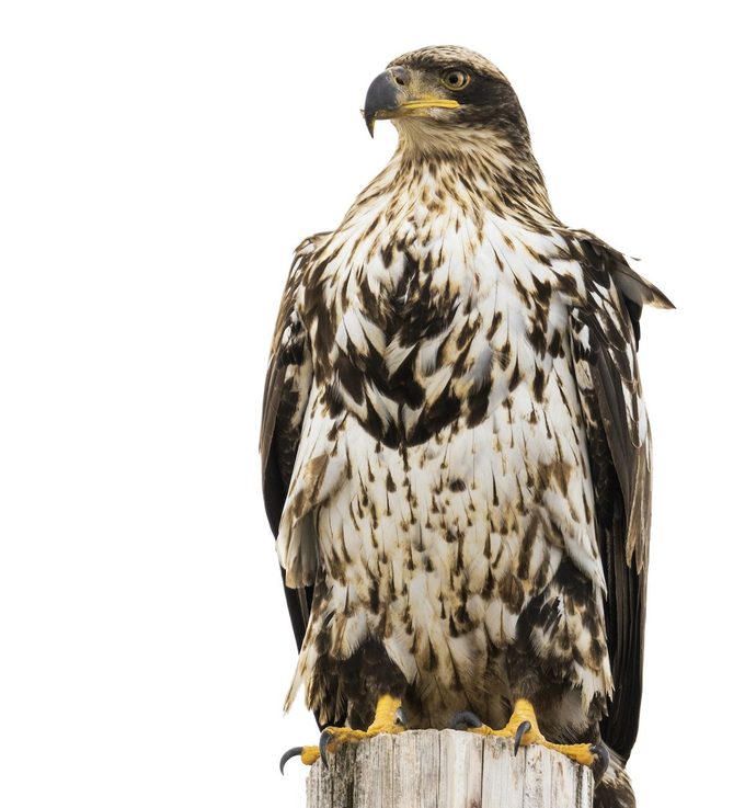 Juvenile Bald Eagle 56a9326 Copy