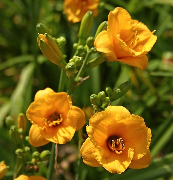 Knickknack Oakes Daylilies
