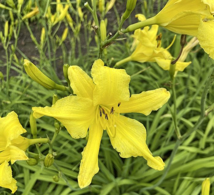 Little Lemon Twist Oakes Daylily