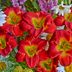 Top 10 Daylily Delights for Butterflies and Hummingbirds