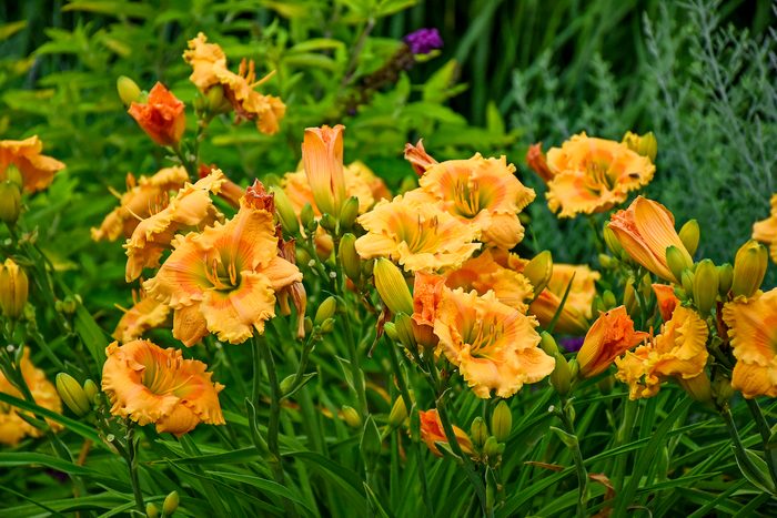 Pw Hemerocallis Orange Smoothie Apj19 23