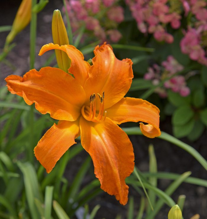 Pw Hemerocallis Primal Scream Apj20 3