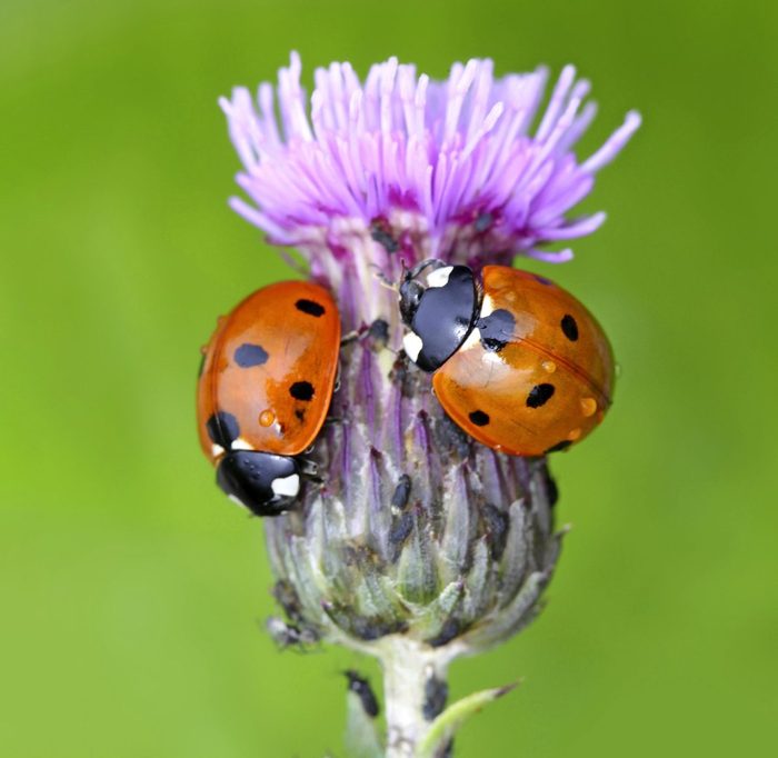 Seven Spotted Ladybirds, Coccinella Septempunctata. Hunting For Aphids On Creeping Thistle.