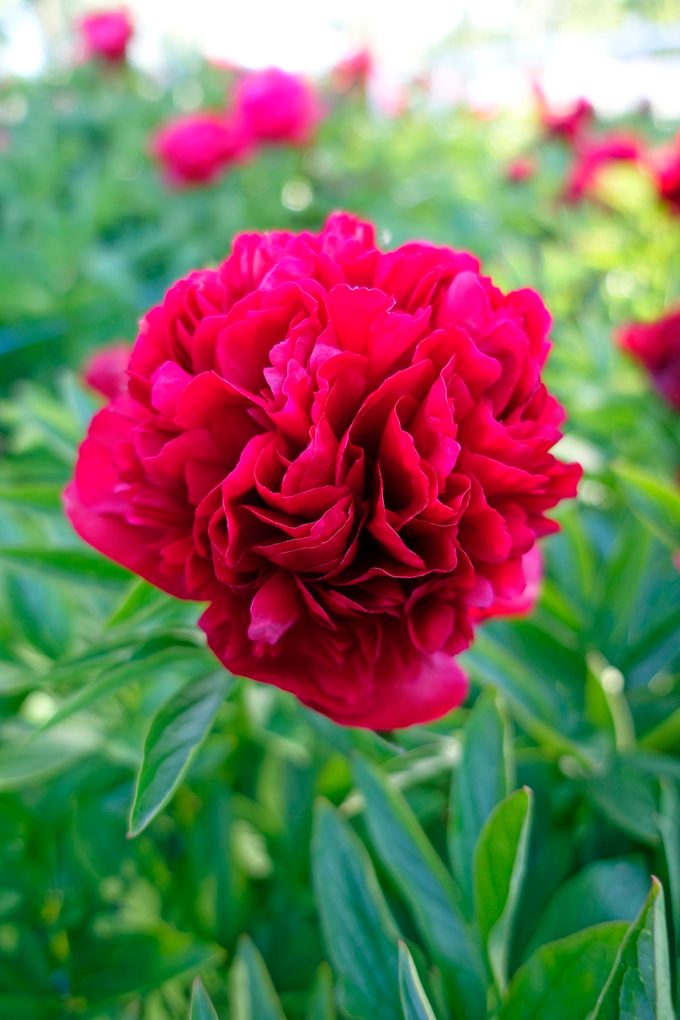 Peony Eliza Lundy 7169 Br