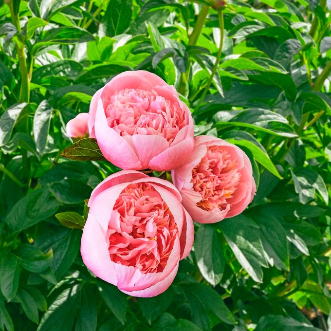 Peony Etched Salmon 05046 Br