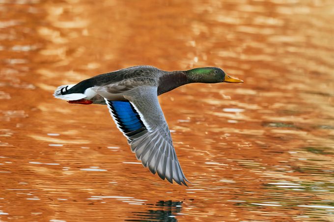 Mallard Drake Duck