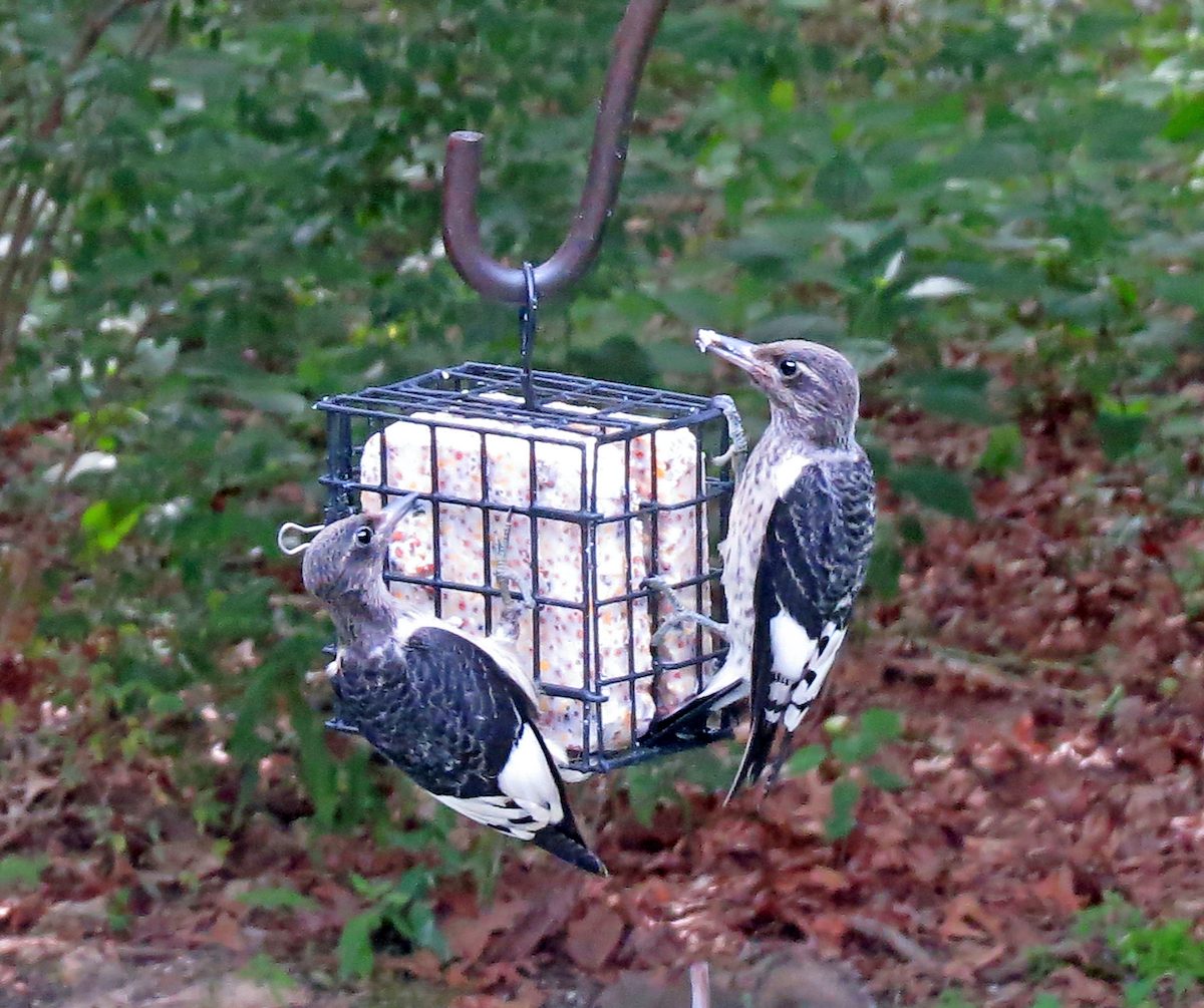 juvenile red-headed woodpeckers