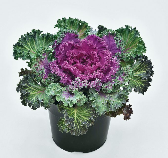 Flowering Kale Nagoya Red (emperor Series)Photo: Sakata
